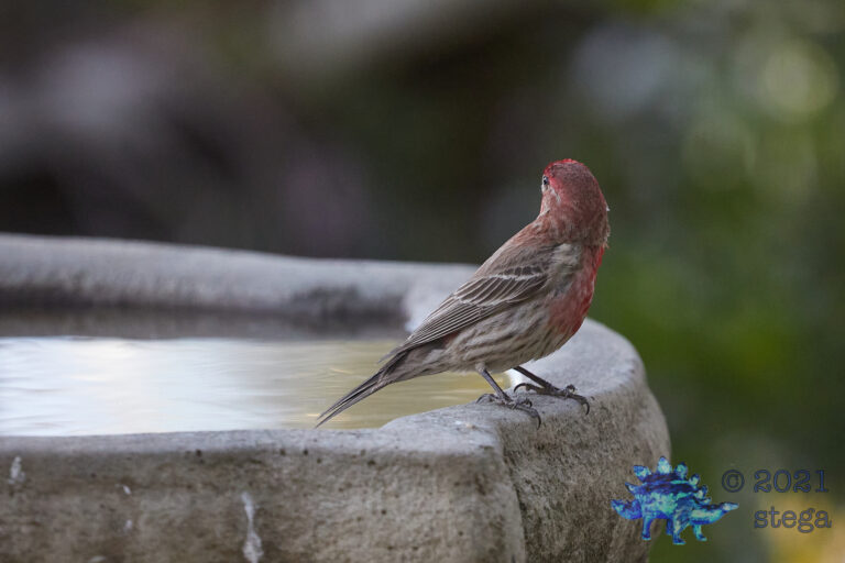House Finch