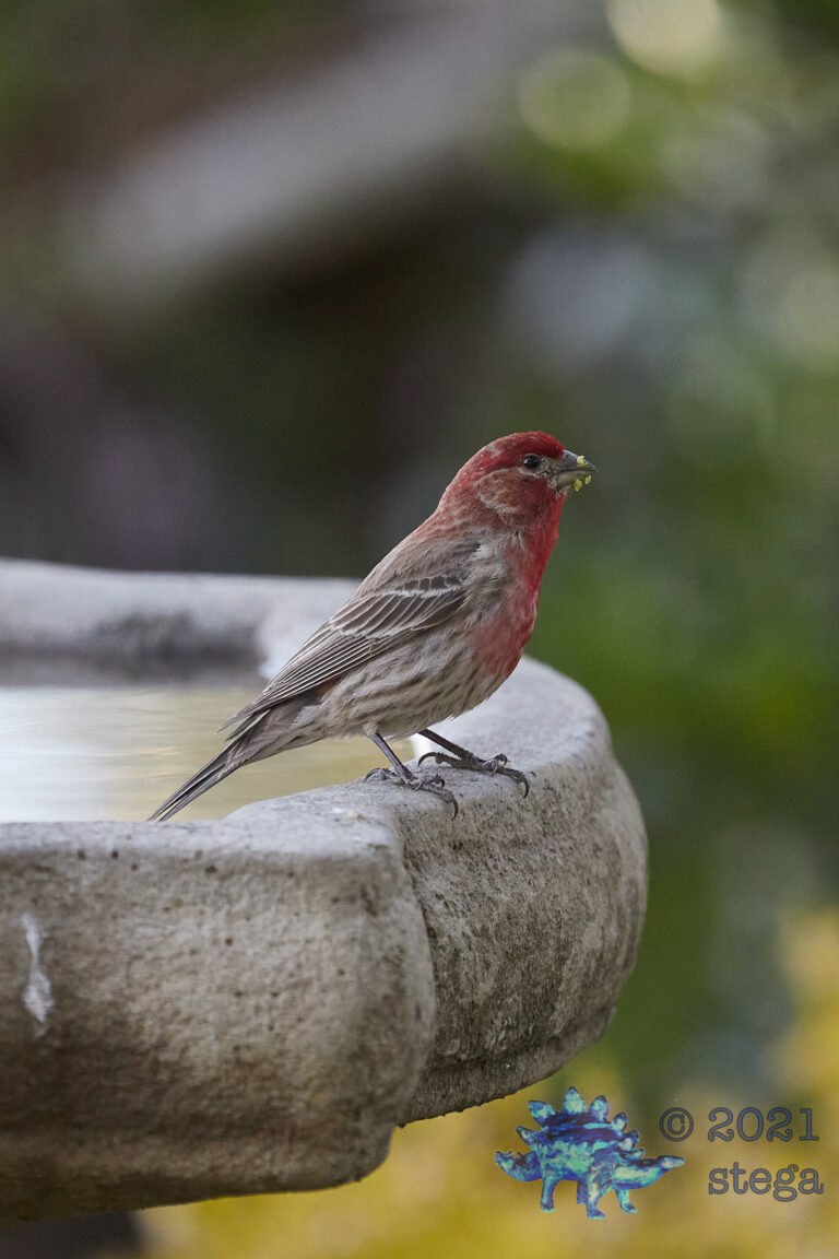 House Finch
