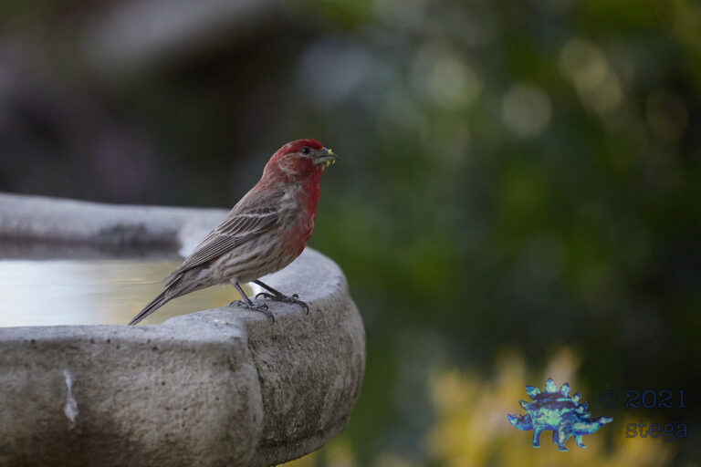 House Finch