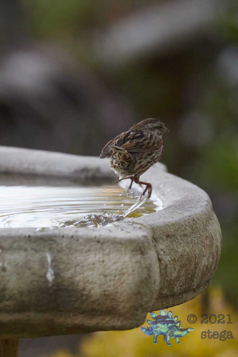 Song Sparrow