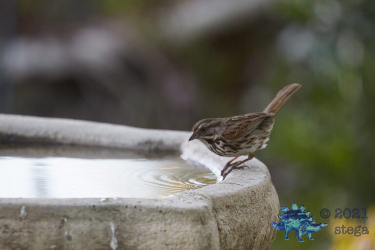 Song Sparrow