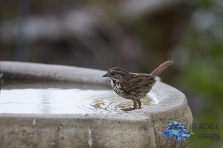 Song Sparrow