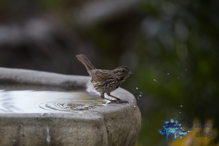 Song Sparrow
