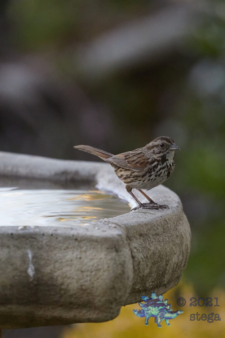 Song Sparrow