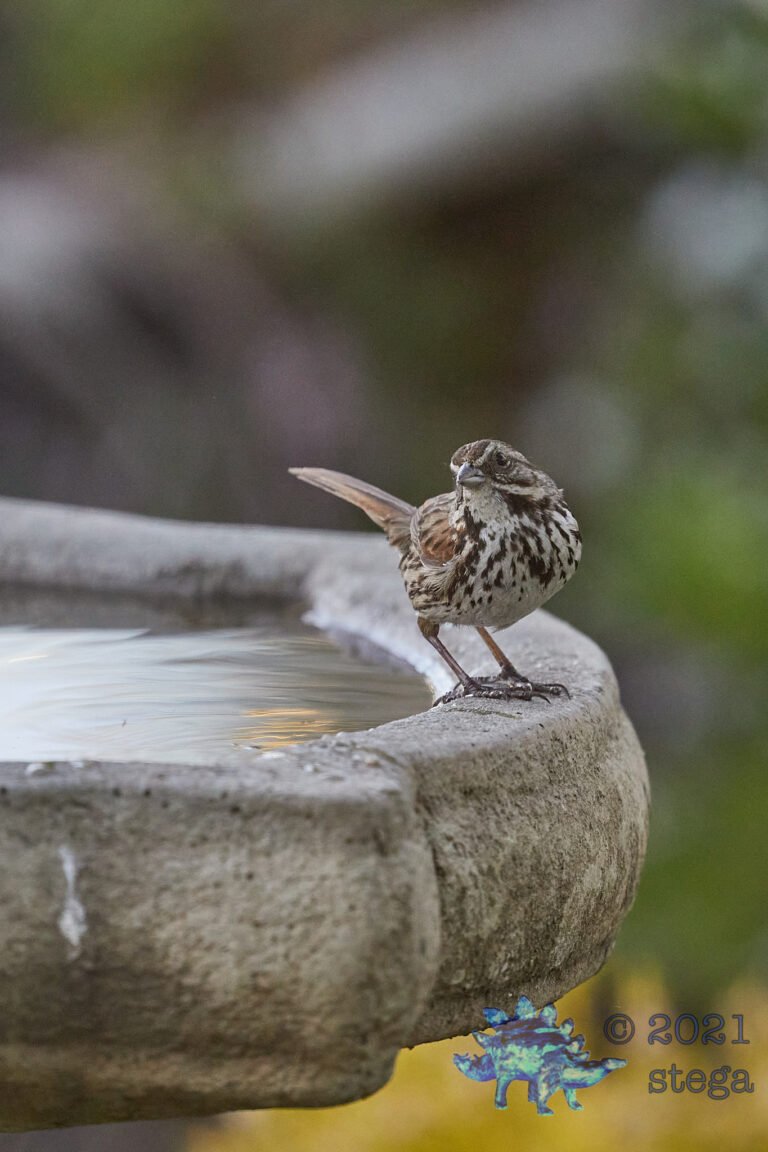 Song Sparrow