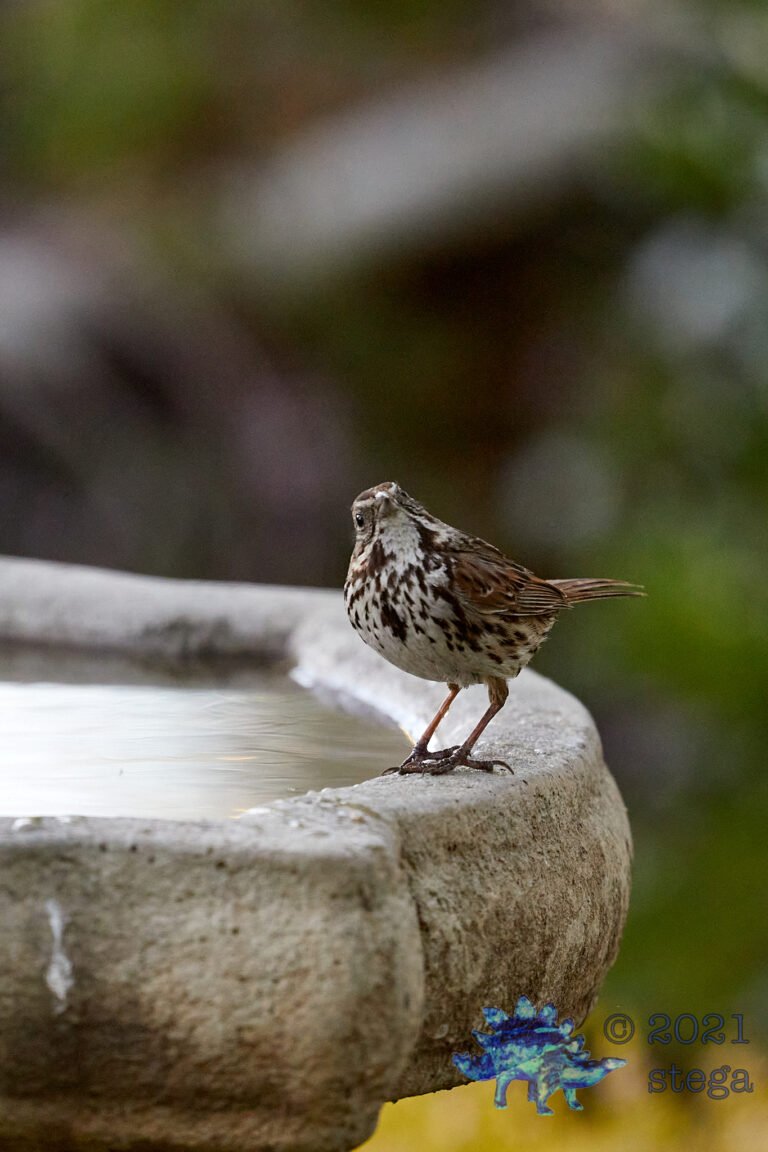 Song Sparrow