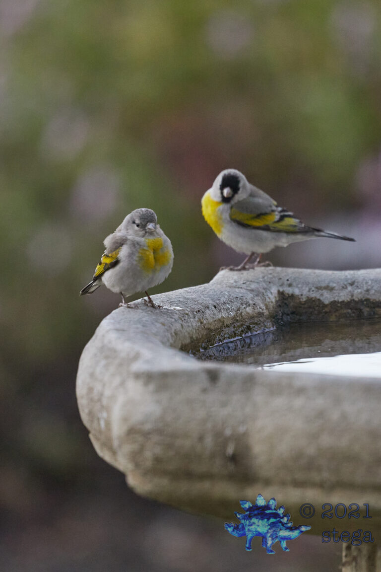 Lawrence’s Goldfinches