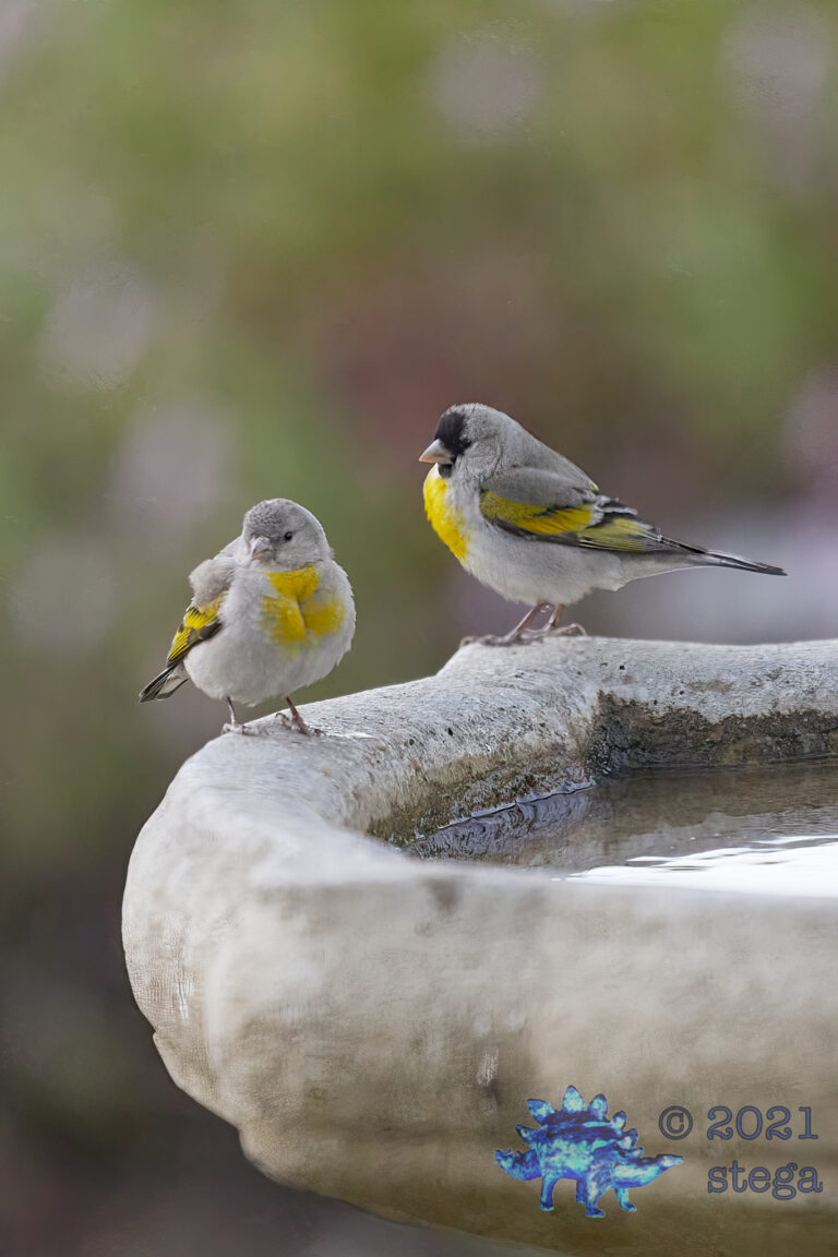 Lawrence’s Goldfinches