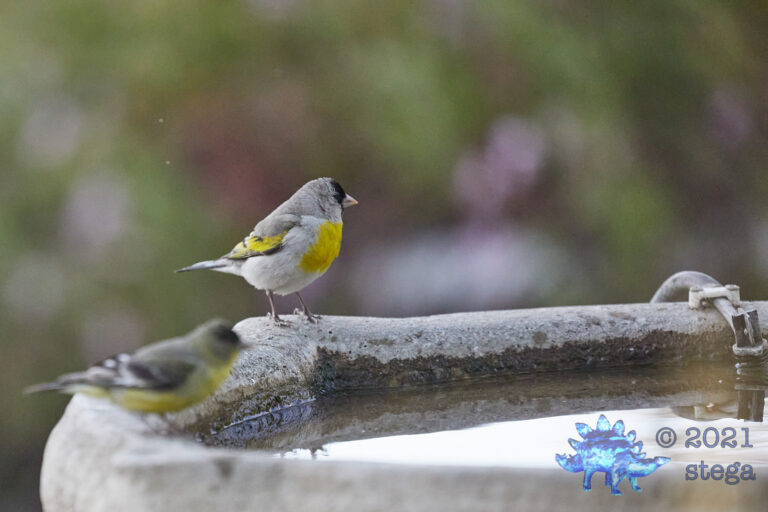 Lawrence’s Goldfinch