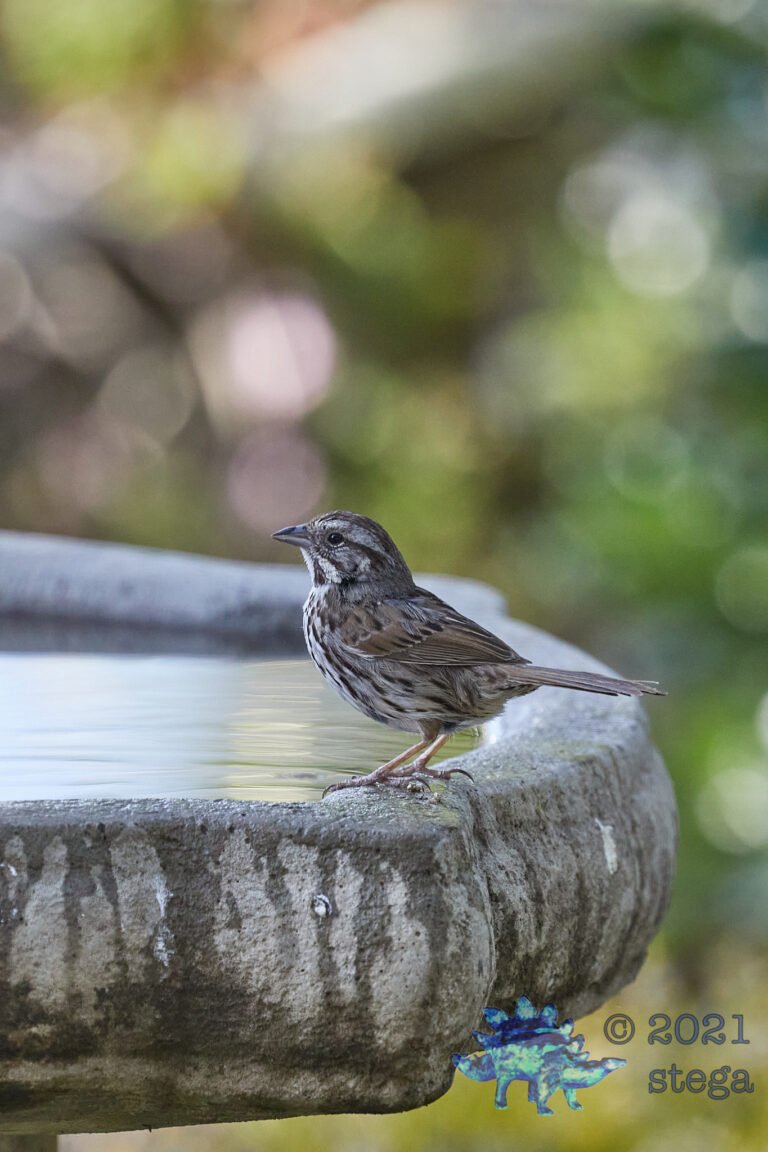 Song Sparrow