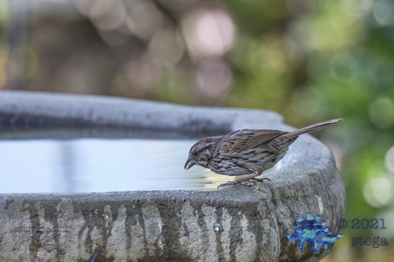 Song Sparrow