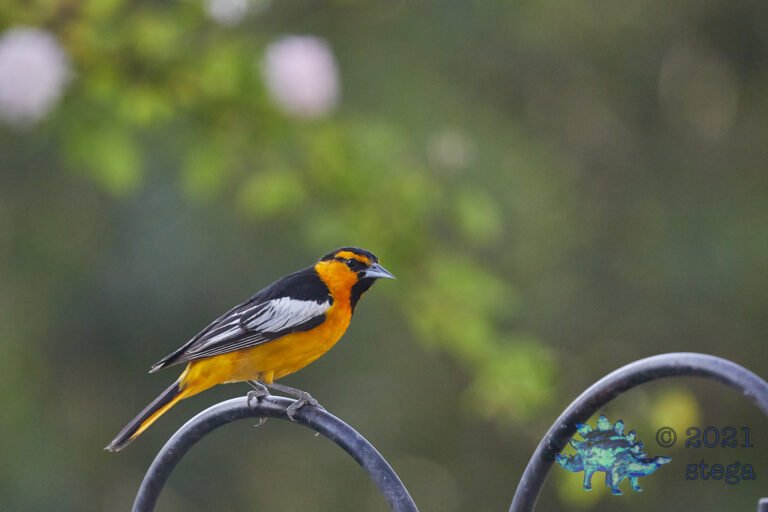 Bullock’s Oriole
