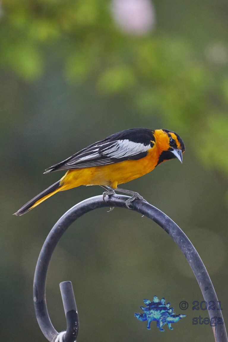 Bullock’s Oriole