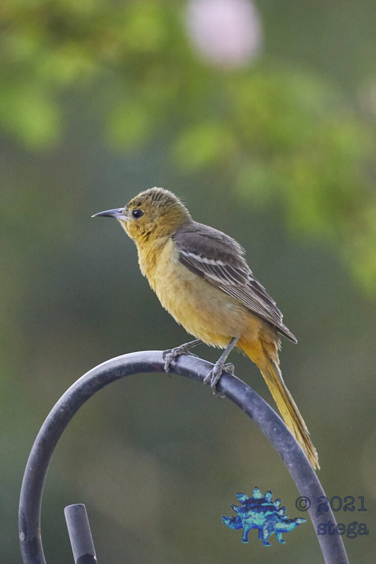 Hooded Oriole