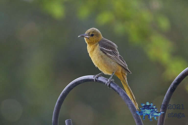 Hooded Oriole
