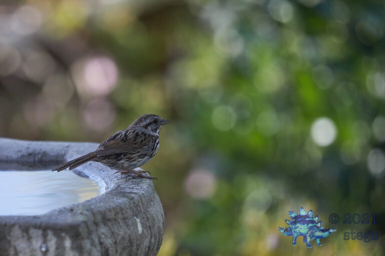 Song Sparrow