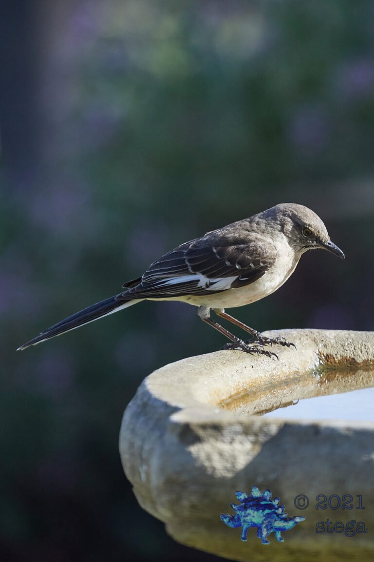 Northern Mockingbird