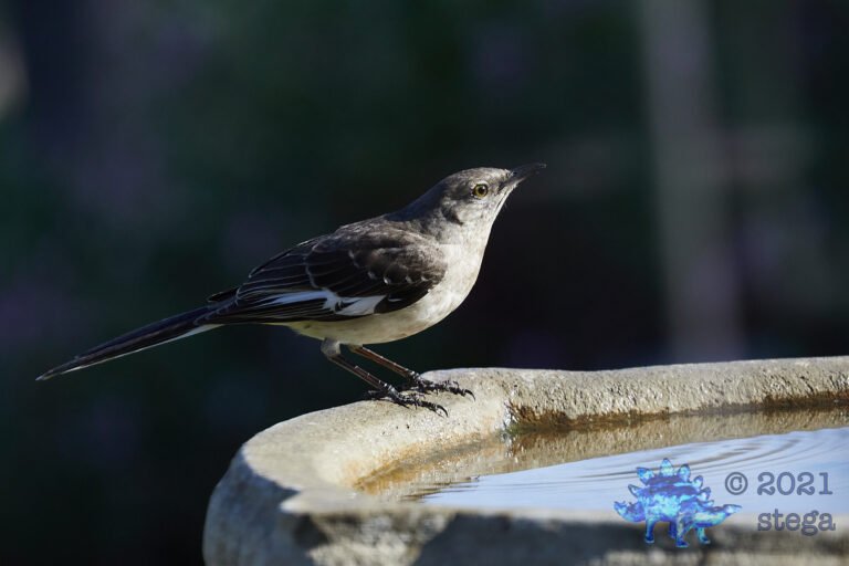 Northern Mockingbird