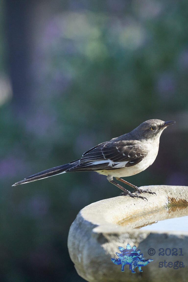 Northern Mockingbird