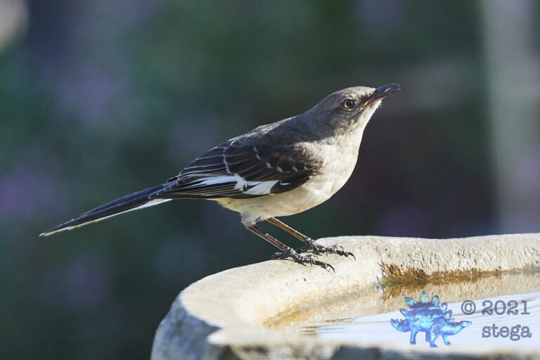 Northern Mockingbird