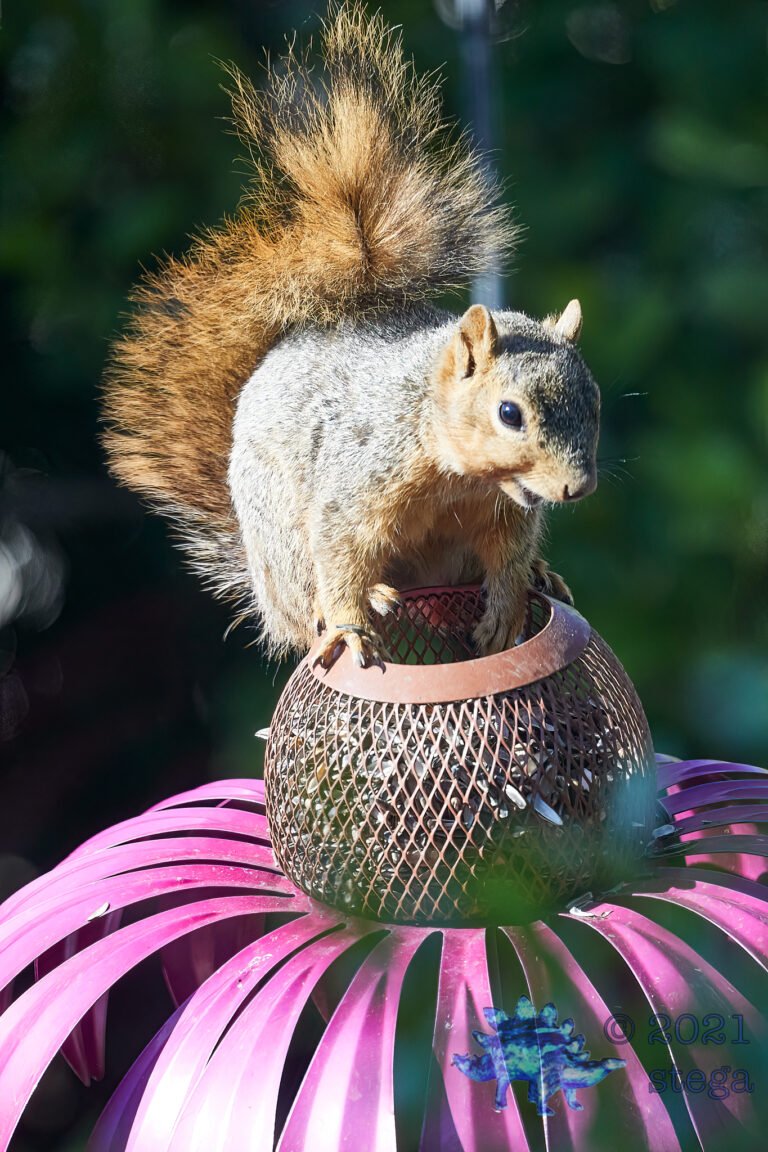Hungry Squirrel