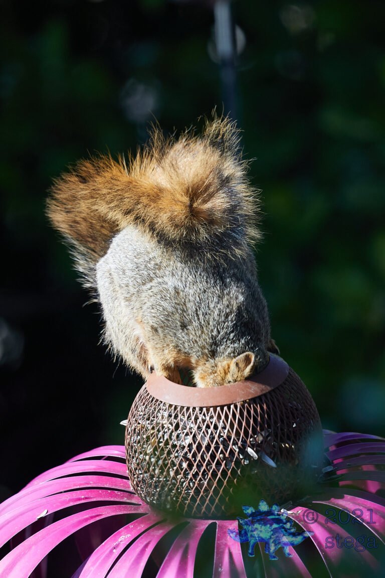 Fox Squirrel
