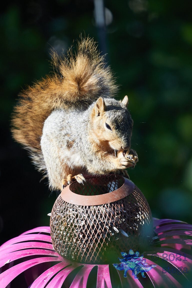 Fox Squirrel