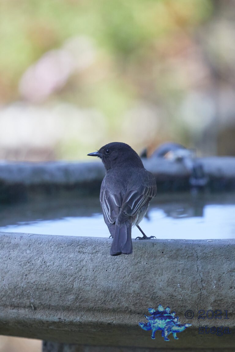 Black Phoebe