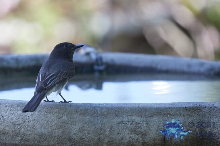 Black Phoebe