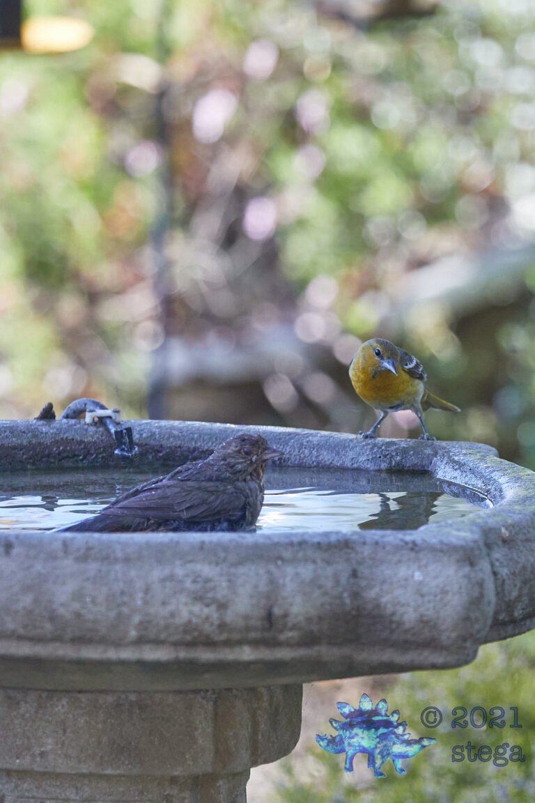 Bullock’s Oriole and California Towhee