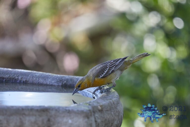 Bullock’s Oriole