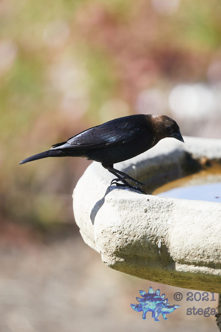 Brown-Headed Cowbird