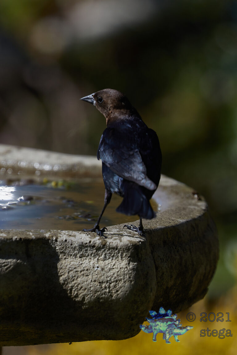 Brown-Headed Cowbird
