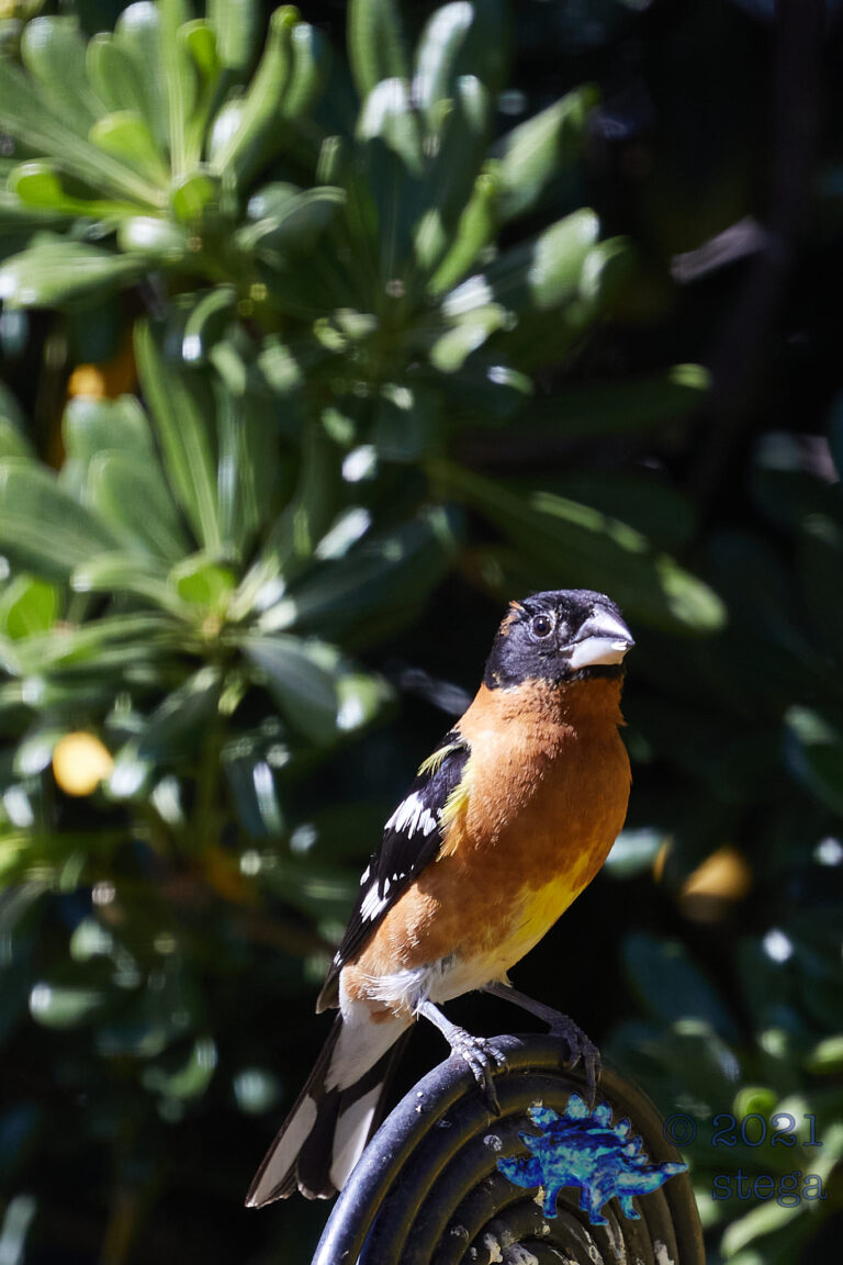 Black-Headed Grosbeak