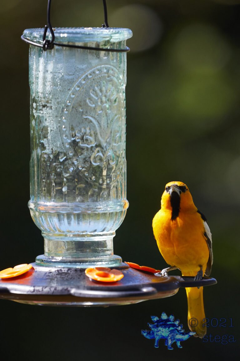 Hooded Oriole