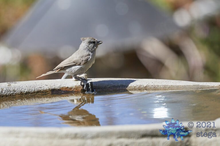 Oak Titmouse