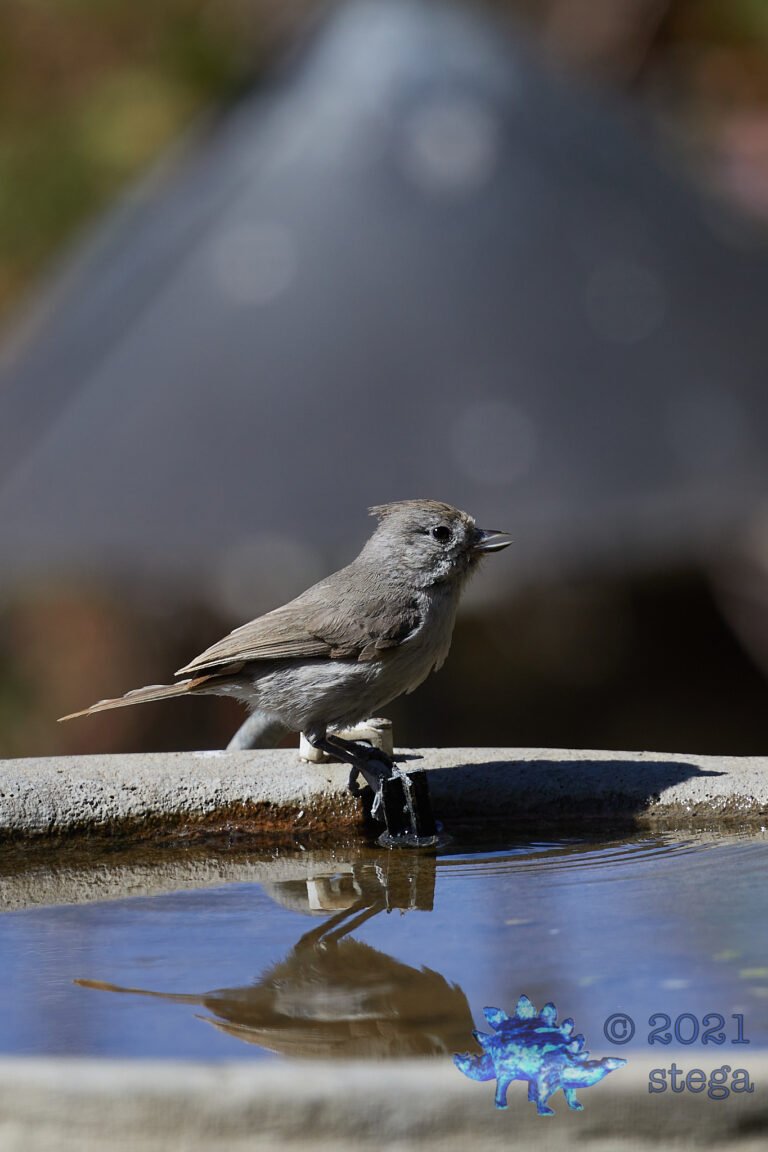 Oak Titmouse