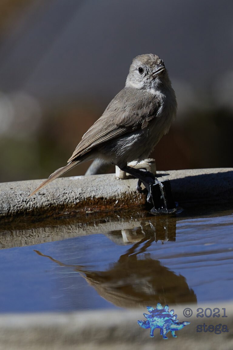 Oak Titmouse