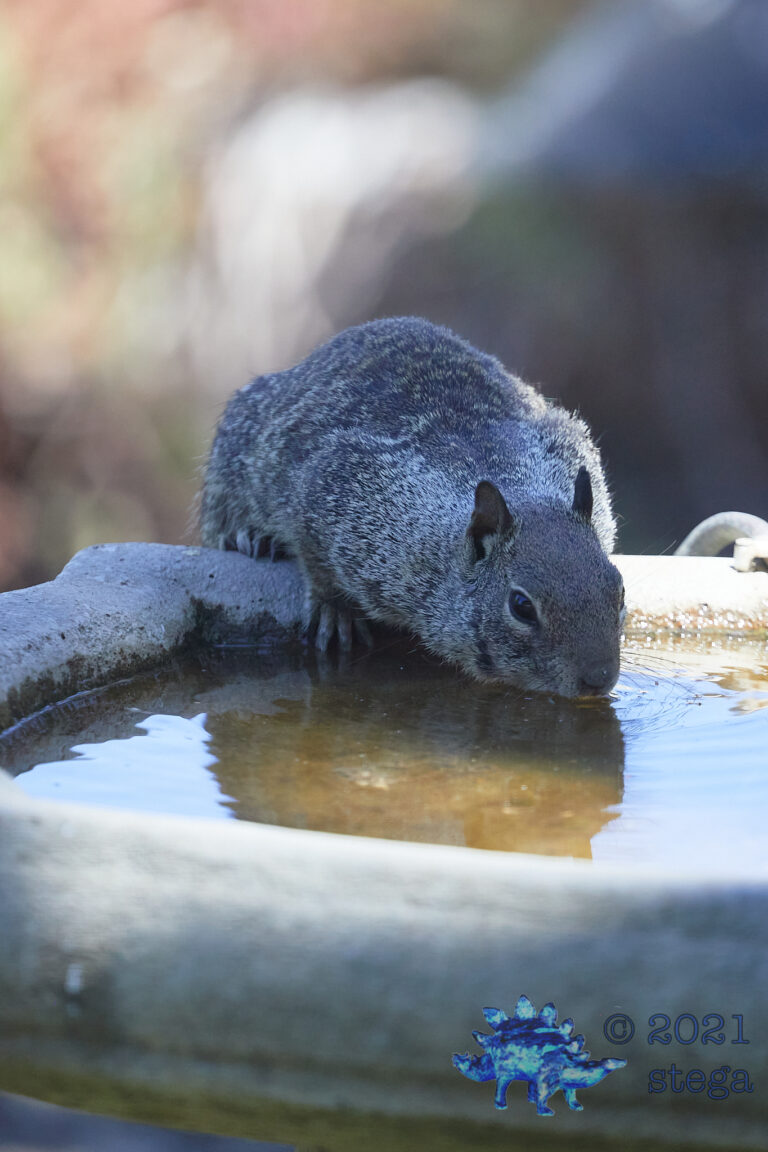 Ground Squirrel