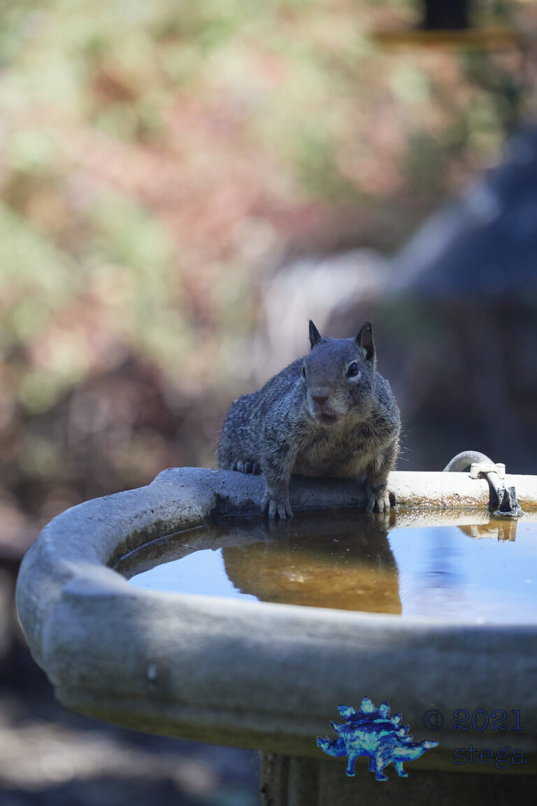 Ground Squirrel
