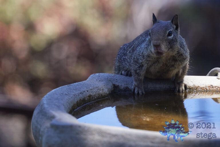 Last moments of a Ground Squirrel