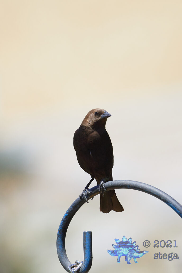 Brown-Headed Cowbird