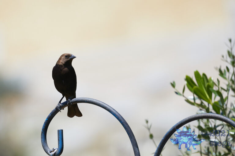 Brown-Headed Cowbird