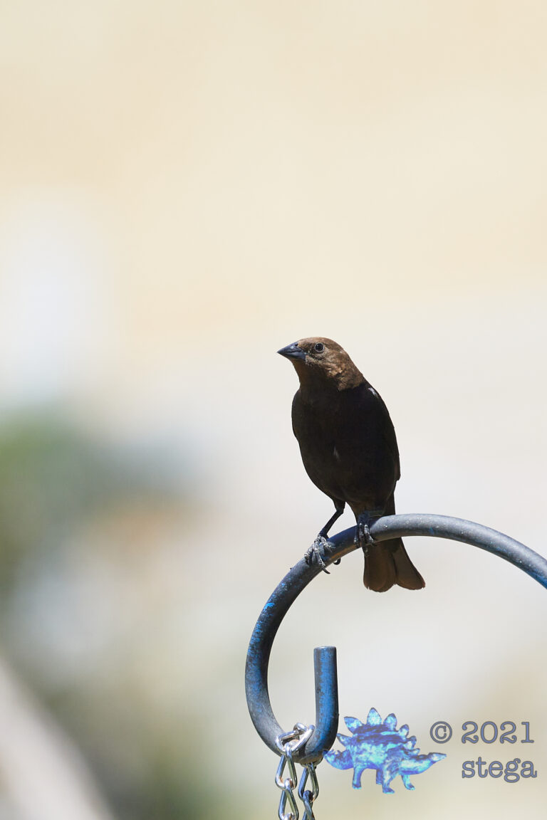 Brown-Headed Cowbird