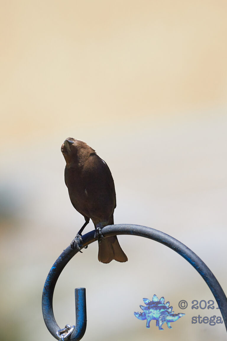 Brown-Headed Cowbird