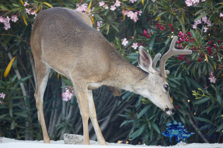 Itchy Mule Deer