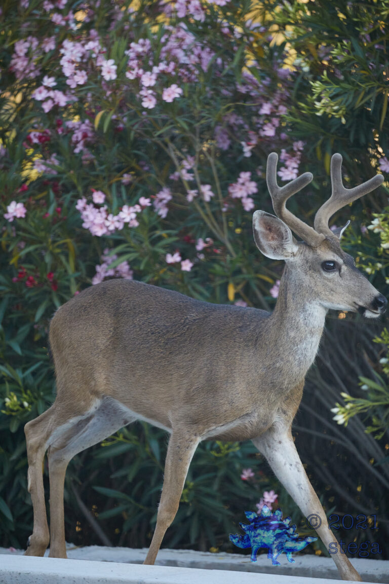 Mule Deer