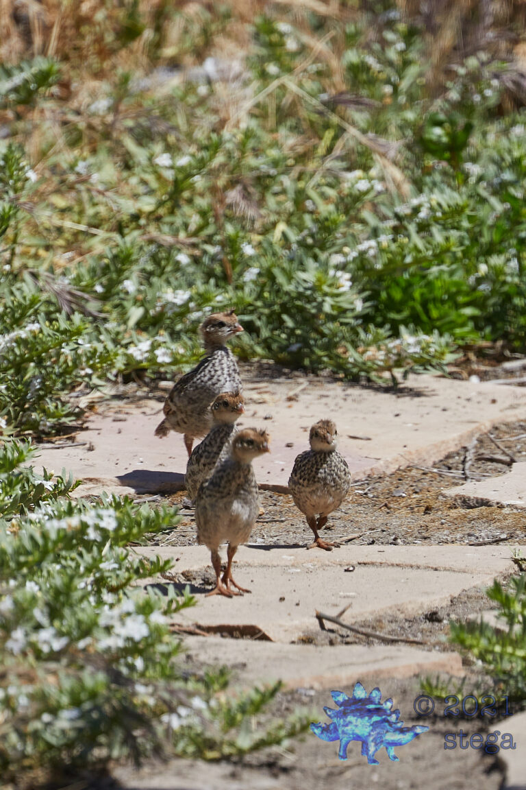 Quail Chicks