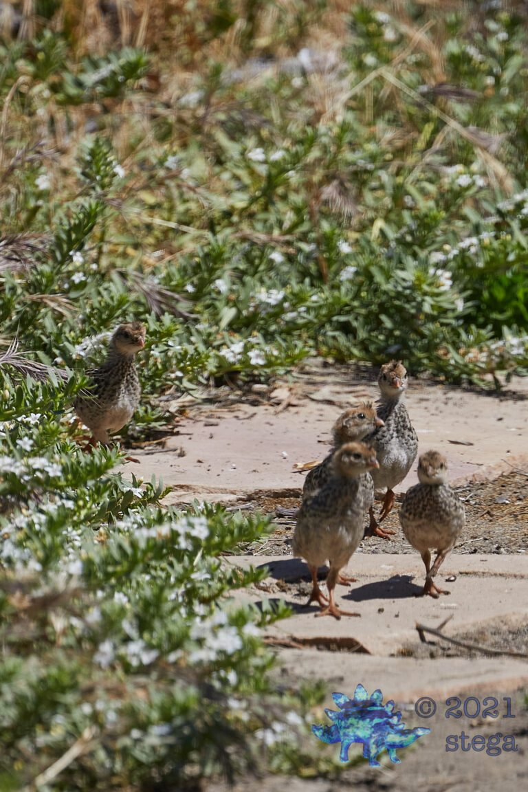 California Quail
