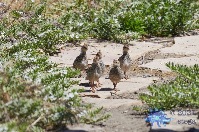 California Quail